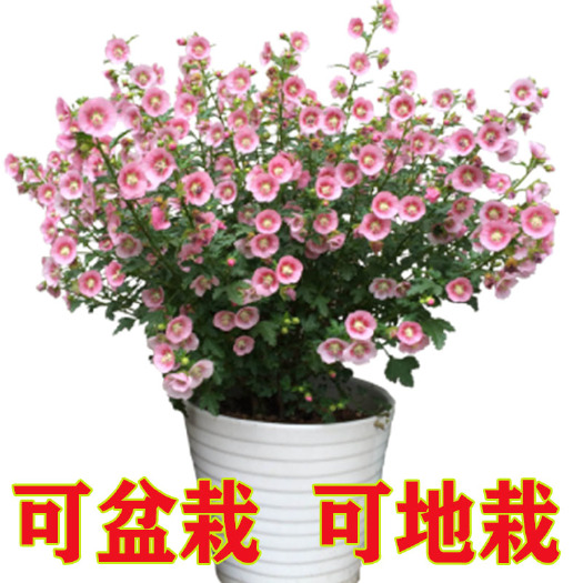 平邑县 木槿花苗粉色木槿花盆栽阳台庭院地栽花卉植物重瓣