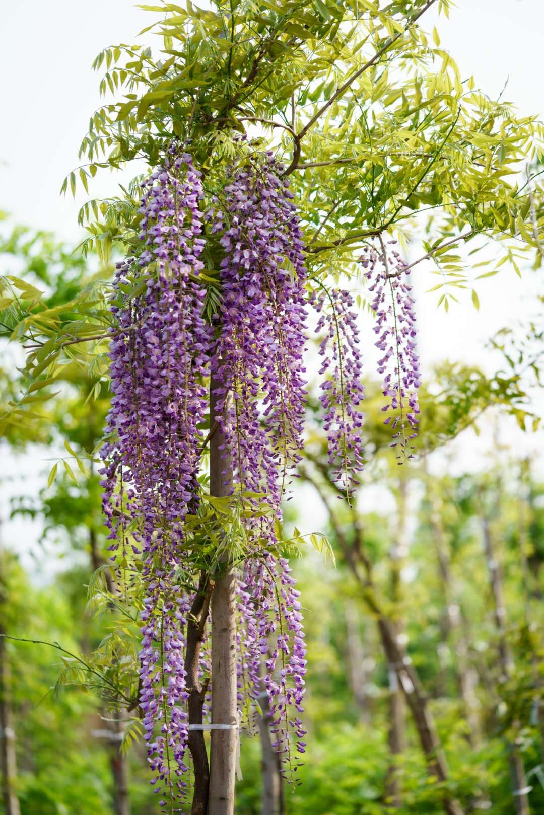 庭院香紫藤种植家庭农场