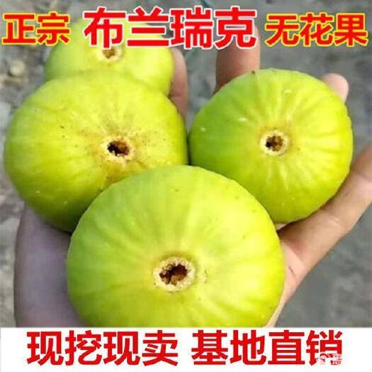  布兰瑞克无花果树苗 保品种  结果好