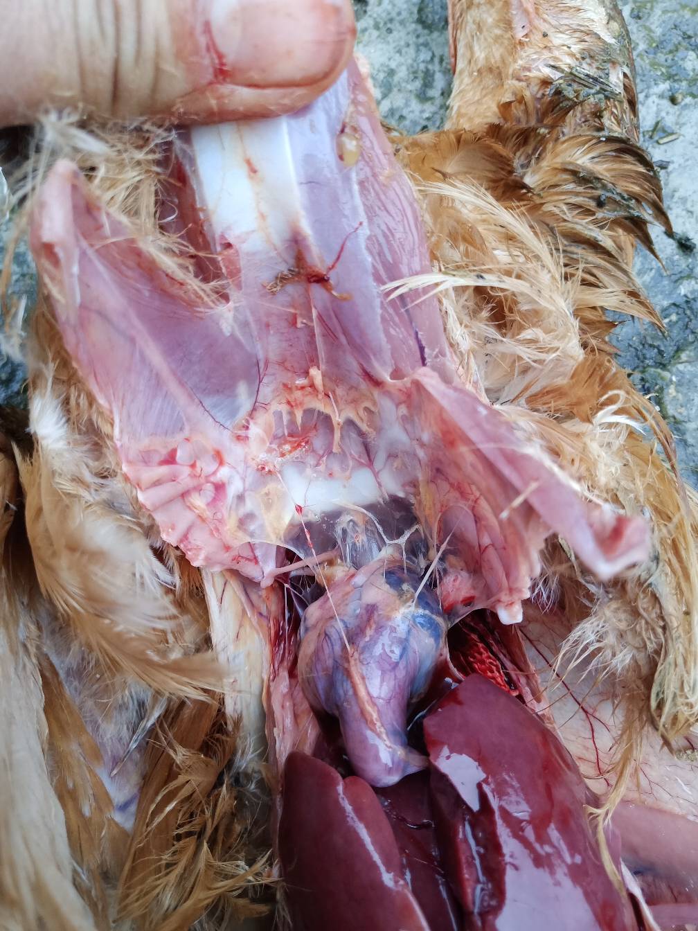 鸡气管堵塞用什么药