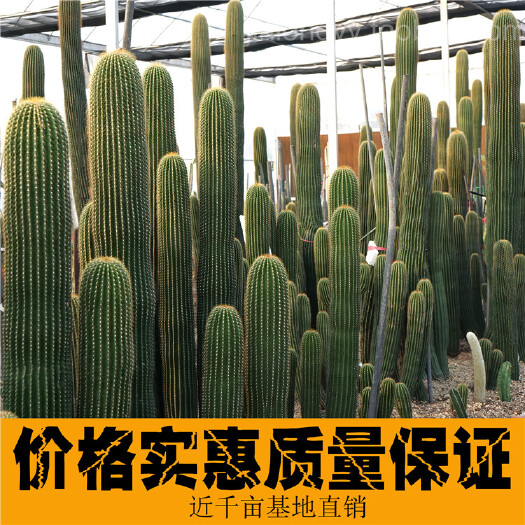 漳州普通仙人掌 室内量天尺庭院沙生景观 浅绿色仙人柱掌大凤龙柱子多肉植物造景