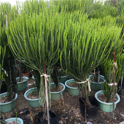 漳州普通仙人掌 澎珊瑚多肉植物 膨珊瑚盆栽 景观大戟科 室内外庭院种植