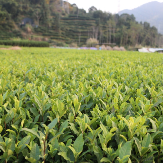 福安市安吉白茶茶树苗 中茶108茶苗基地直销