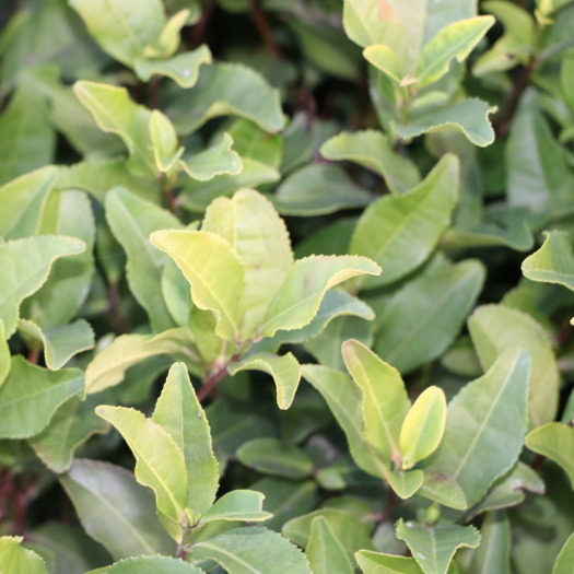 福安市中茶108茶树苗 福建茶苗 一年生冬插苗 绿化苗木