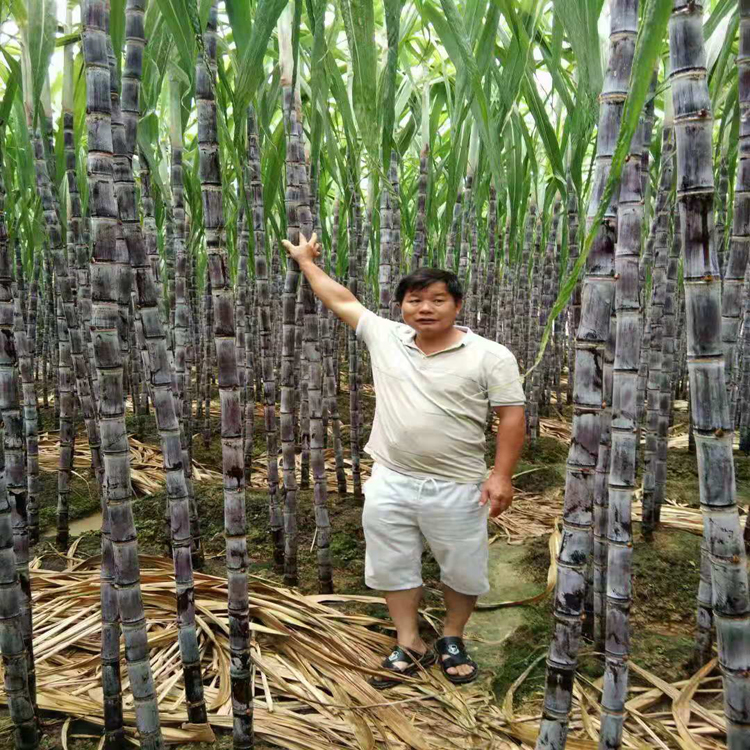 甘蔗 广西甘蔗 产地货源头 合作社种植 质量稳定