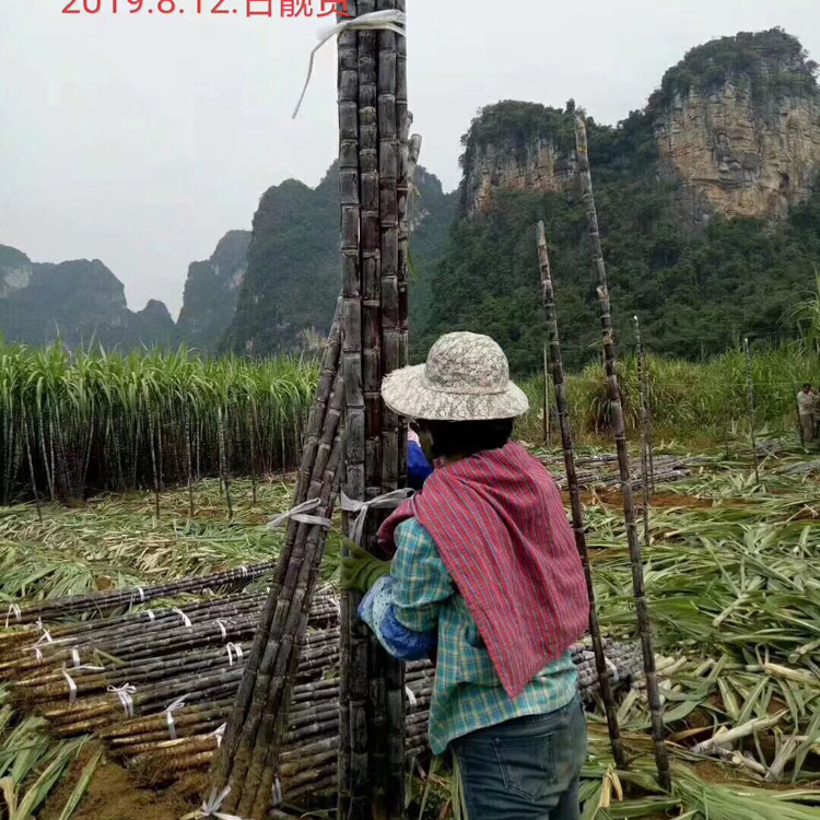 甘蔗 广西甘蔗 产地货源头 合作社种植 质量稳定