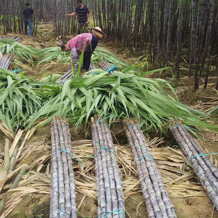 甘蔗 广西甘蔗 产地货源头 合作社种植 质量稳定