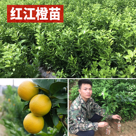 容县 红江橙苗嫁接果树苗