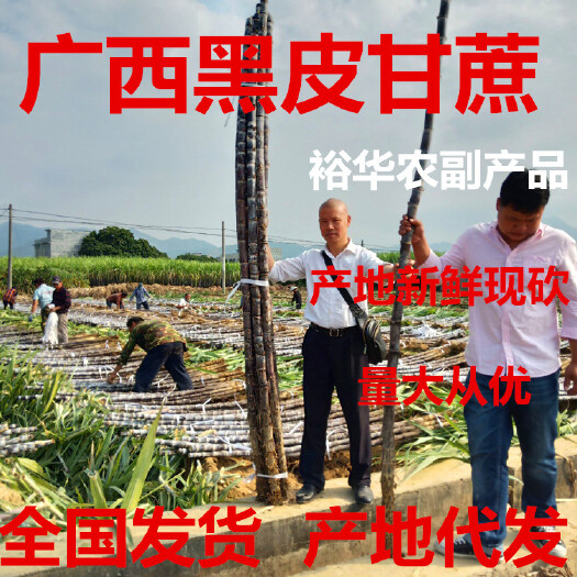 博白县广西黑皮甘蔗产地直销，口感好甜脆 有便宜
回头车 诚信天下