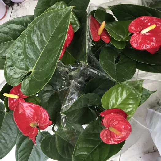 青州市 基地直销-室内高档观赏花卉 水培花卉 红掌批发 观叶观花植物