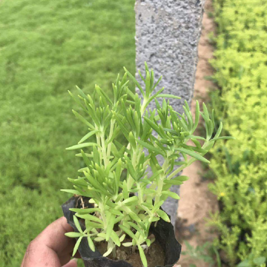 青州市法国冬青 垂直绿化金叶佛甲草  佛甲草批发 屋顶绿化 隔热植物