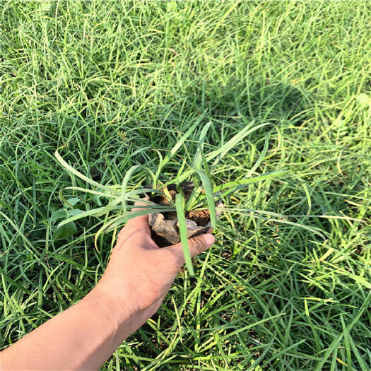 青州市麦冬种子 园林道路绿化麦冬苗 常绿地被植物麦冬草 花之农麦冬草供应