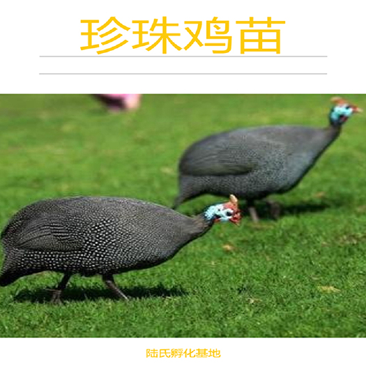 南宁 优选珍珠鸡苗  抗病力强 基地直供 包打疫苗 120天出栏