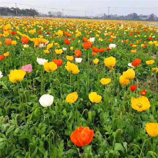 青州市 工程装饰用红色虞美人苗圃-直销供应红色虞美人多少钱