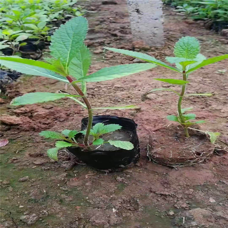 石英 供应草花卉马鞭草 四季开花景观花海多种组合