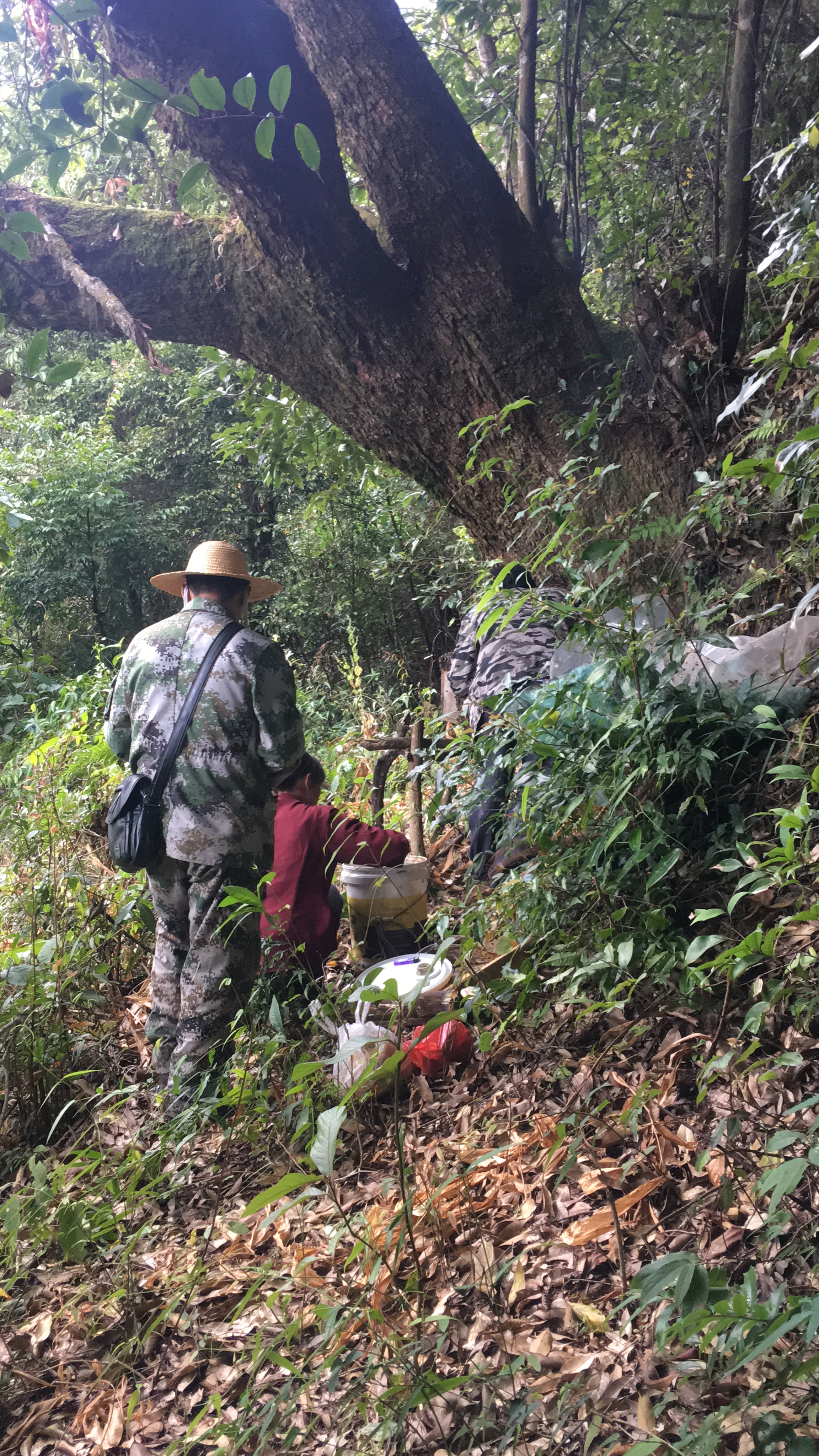  纯正云南高山野生土蜂蜜