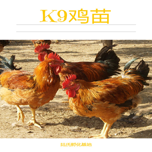 南宁 优选K9鸡苗 优质肉质品种 基地直供 包打疫苗 120天出