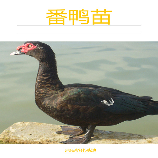 南宁 优选番鸭苗  大种番鸭 基地直供 包打疫苗 80天出栏