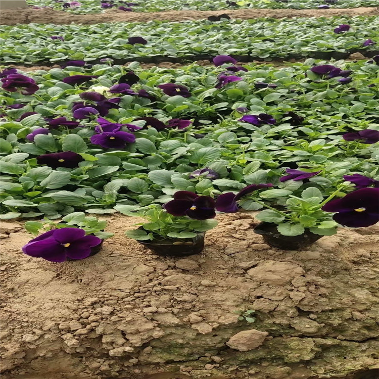  大量供应多色三色堇 冬季耐寒草花三色堇 草花生产基地