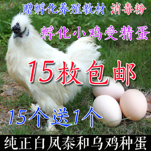泰和县乌鸡蛋 泰和乌鸡受精孵化种蛋小鸡苗江西白凤乌骨鸡五黑乌鸡10个包邮