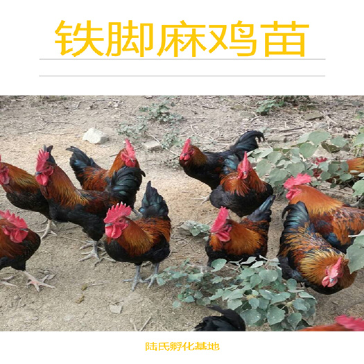 南宁 优选铁脚麻鸡苗 抗病力强 基地直供 包打疫苗 120天出栏