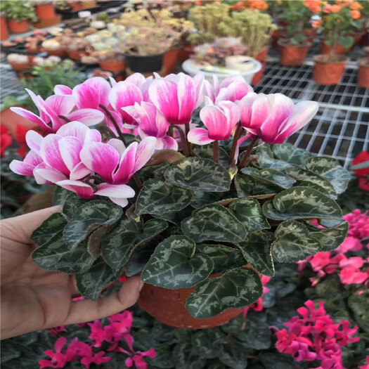 青州市 基地批发多色仙客来盆栽批发 室内观花植物 花期长桌面绿植