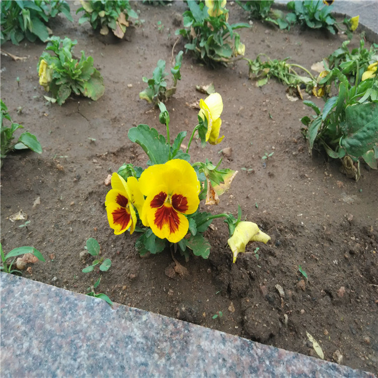  大量供应多色三色堇 冬季耐寒草花三色堇 草花生产基地