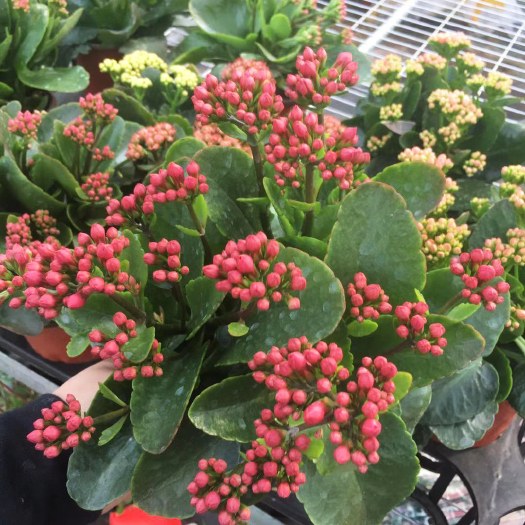 青州市长寿花盆栽 室内阳台桌面植物 重瓣长寿花苗花卉四季开花卉