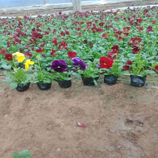 青州市 大量供应多色三色堇 冬季耐寒草花三色堇 草花生产基地