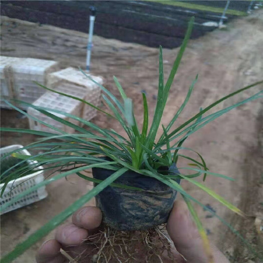  优质多芽矮麦冬 麦冬草草坪净化空气 常绿地被耐寒易成活