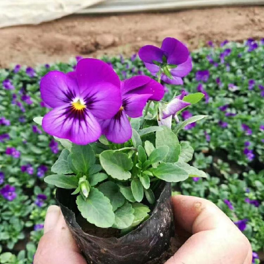 青州市粉黛乱子草 供应角瑾 种类齐全 角瑾 花坛观赏花卉 耐寒三色堇