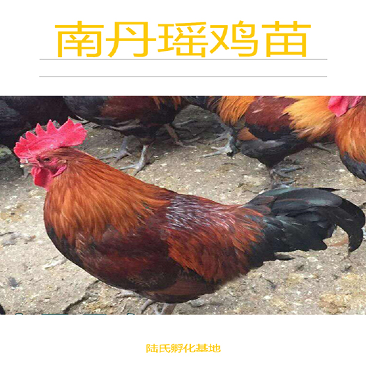 南宁 优选南丹瑶鸡苗 抗病力强 基地直供 包打疫苗 120天出栏