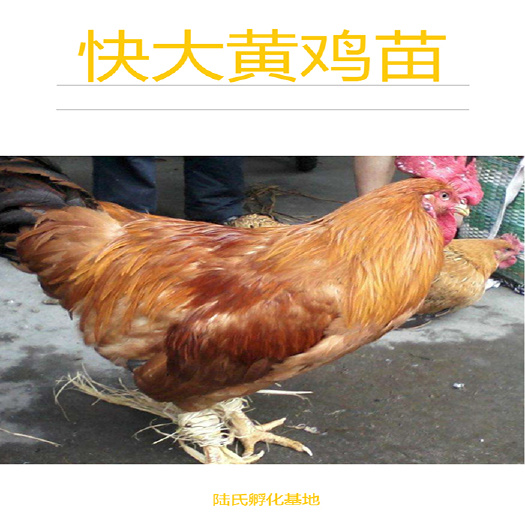 南宁 优选快大黄鸡苗 优质肉鸡 基地直供 包打疫苗 120天出栏
