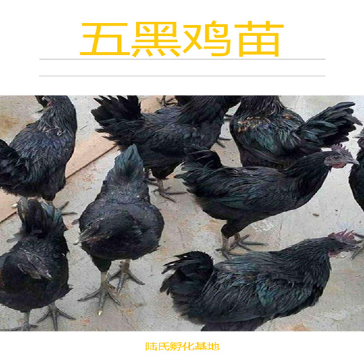 南宁 优选五黑鸡苗  抗病力强 基地直供 包打疫苗 120天出栏