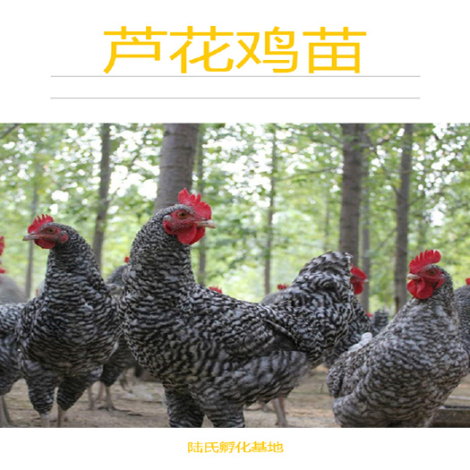 南宁 优选芦花鸡苗  大种芦花 基地直供 包打疫苗 120天出栏