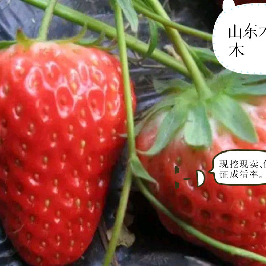 平邑县 红颜草莓苗，香甜可口