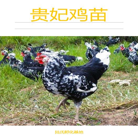 南宁 优选贵妃鸡苗  抗病力强 基地直供 包打疫苗 120天出栏
