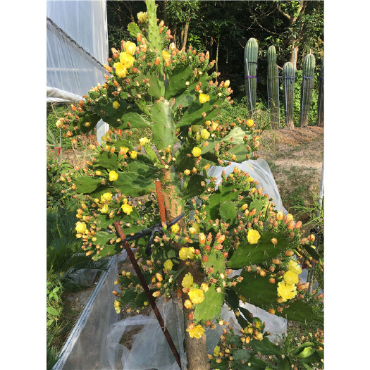 漳州 单刺团扇仙人掌   沙漠庭院花卉 多肉植物盆栽