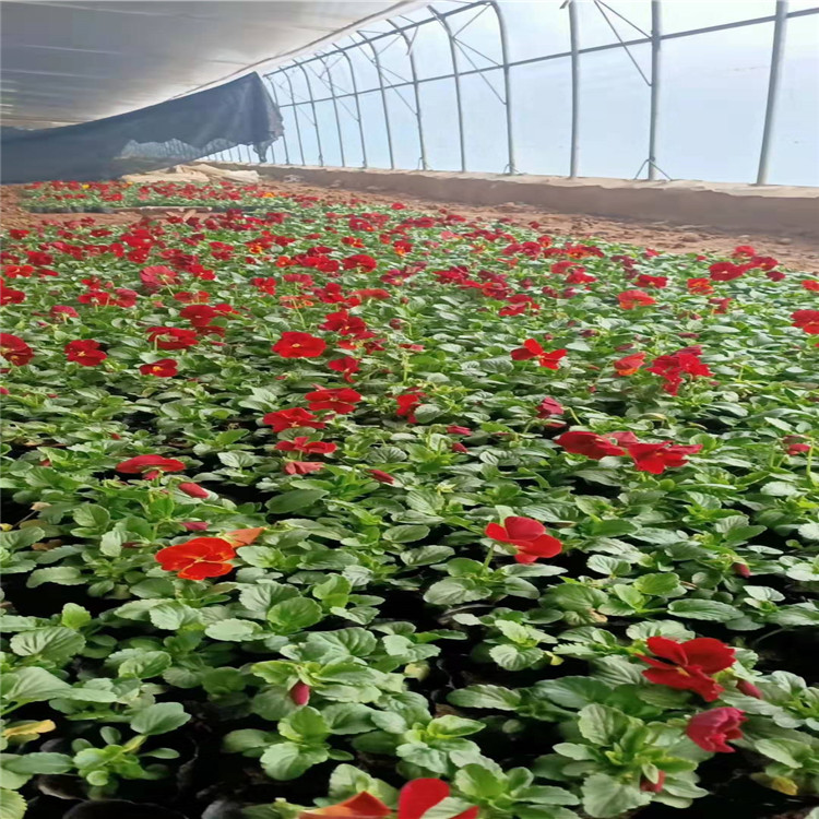  大量供应多色三色堇 冬季耐寒草花三色堇 草花生产基地