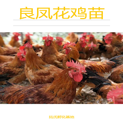 南宁 优选良凤花鸡苗 适应性强 基地直供 包打疫苗 100天出栏