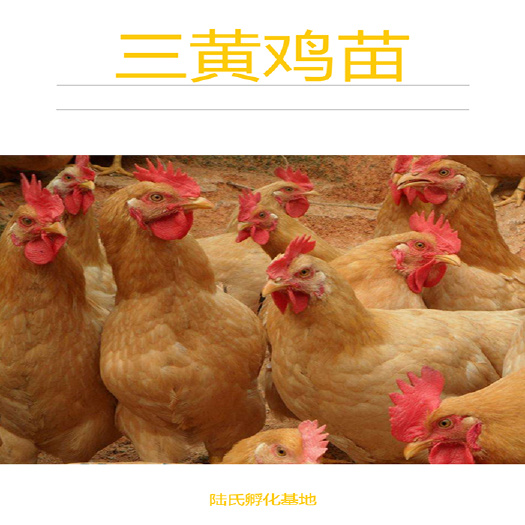 南宁 优选三黄鸡苗  小中大三黄 基地直供 包打疫苗 120天出