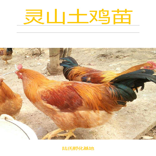 南宁 优选灵山土鸡苗 适应性广 基地直供 包打疫苗 120天出栏