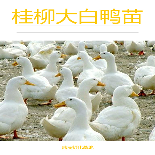 南宁 优选桂柳白鸭苗  生长速度快 基地直供 包打疫苗 43天出