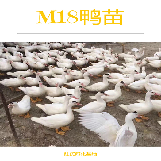 南宁 优选M18鸭苗  生命力强 基地直供 包打疫苗 80天出栏