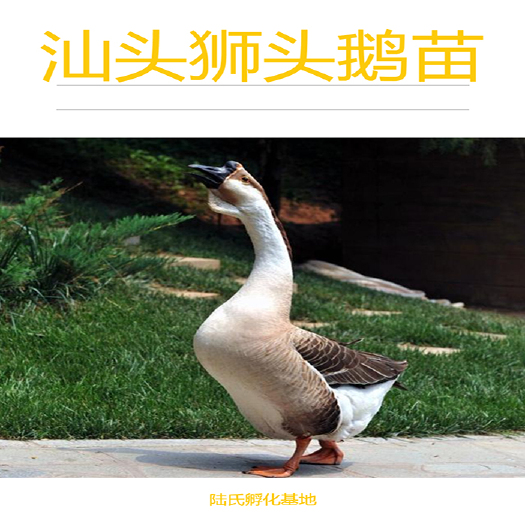 南宁 优选汕头狮头鹅苗 肉鹅品种 基地直供 包打疫苗 100天出