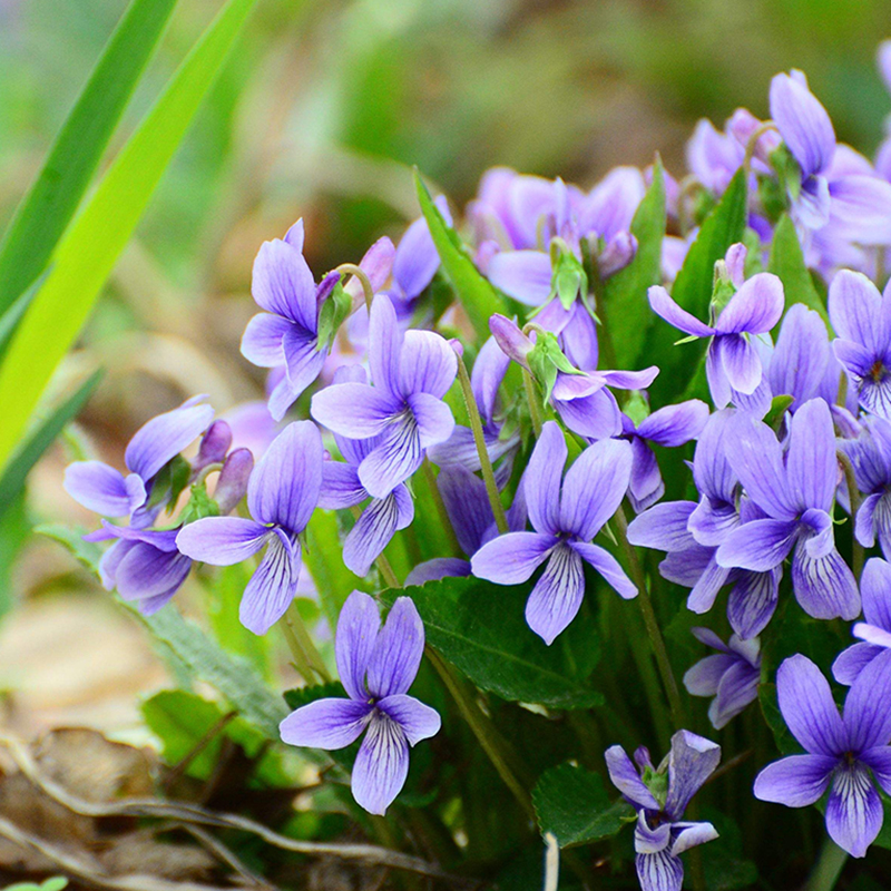 沭阳县紫花地丁种子  紫花地丁新种包邮紫地丁种子