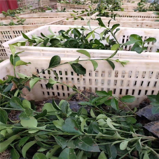 青州市 批发绿化苗木行道树卫矛 绿篱植物大叶黄杨苗 北海道黄杨价格