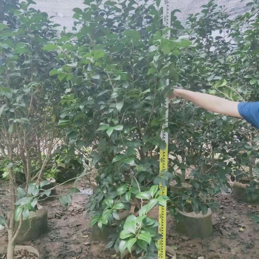 漳浦县 供应100-250CM山茶树茶花
