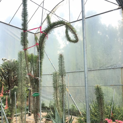 漳州 马达加斯加龙 大型沙生多肉植物 龙树科 仙人掌植物景观