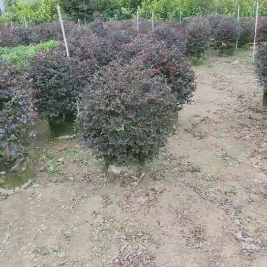 漳浦县供应80-200cm红花继木球绿化工程袋苗